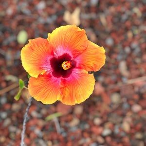 Meet your Posher, Isabella